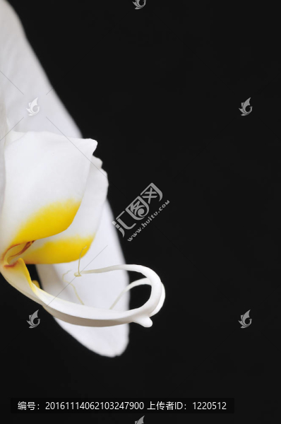 蘭花。