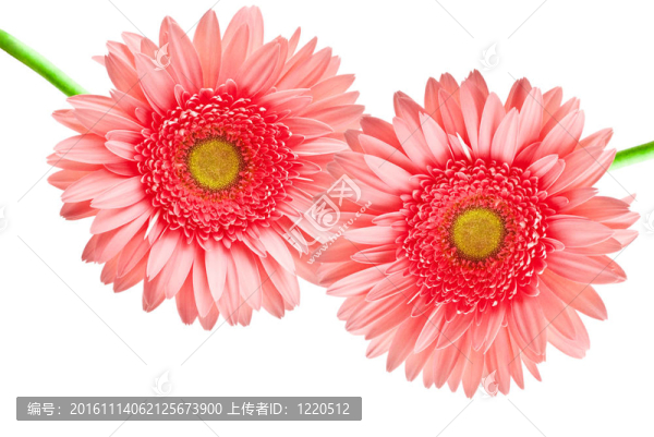 Gerber的花