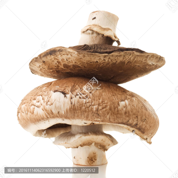 波托貝拉蘑菇