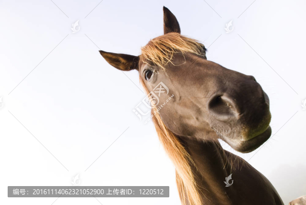 馬