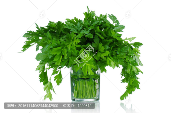 新鮮歐芹