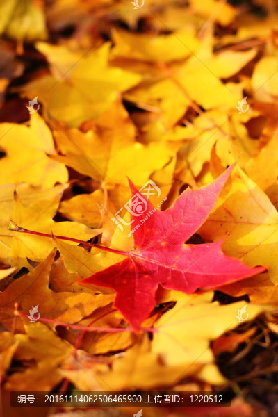 只是一個；紅色楓葉