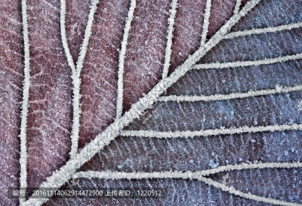 Frozen,Leaf在圣誕節(jié)clolors
