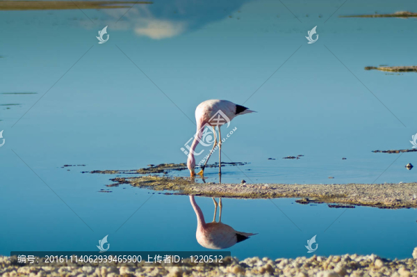 安第斯紅鸛（phoenicoparrus,andinus）