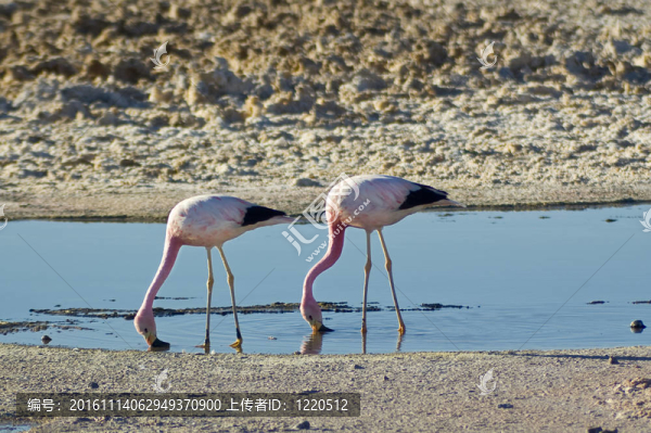 安第斯紅鸛（phoenicoparrus,andinus）