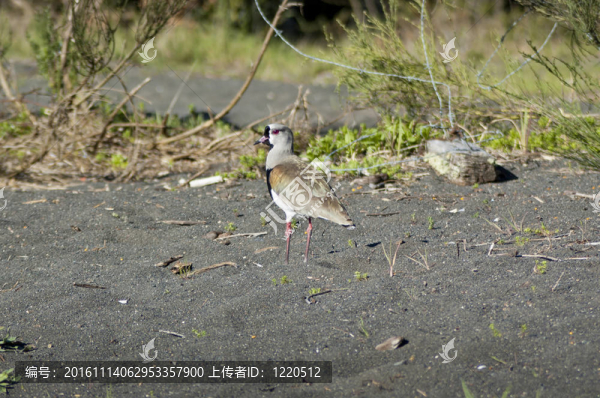 南方麥雞（Vanellus,chilensis）