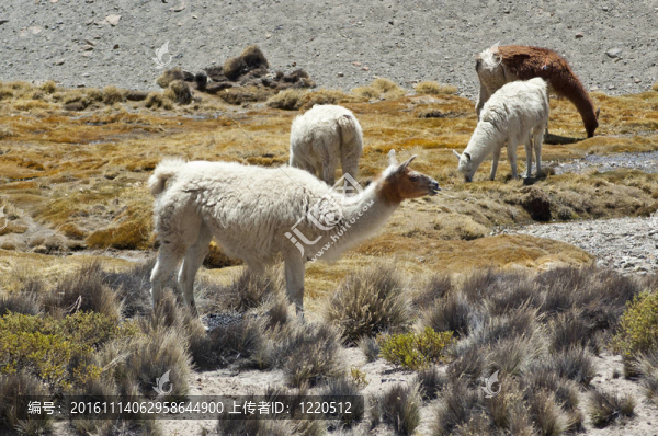 駱駝(大羊駝)-匯圖網(wǎng) www.fosd68.com 駱駝(大羊駝)