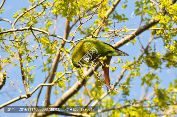 澳大利亞長(zhǎng)尾小鸚鵡（Enicognathus,ferrugineus）