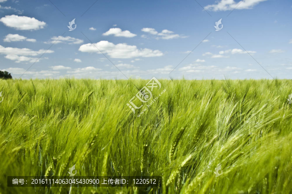 夏季彩色麥田