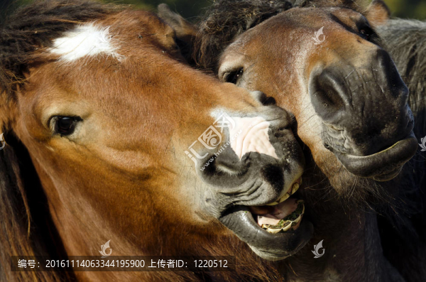 兩匹馬