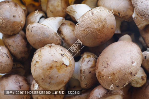 蘑菇