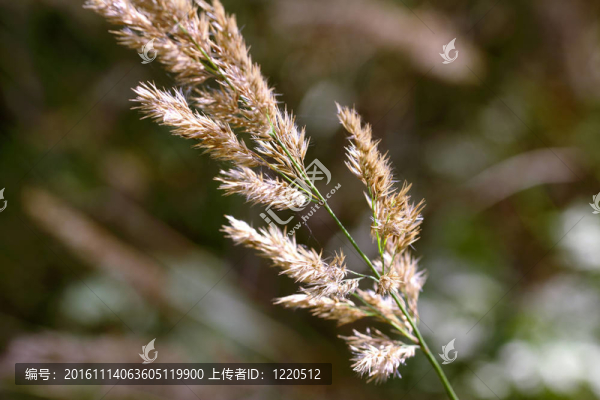 里德（小葉）在陽光下關(guān)閉