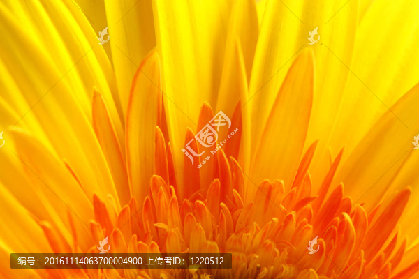 非洲菊