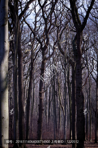 geisterwald