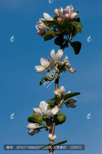 蘋果花