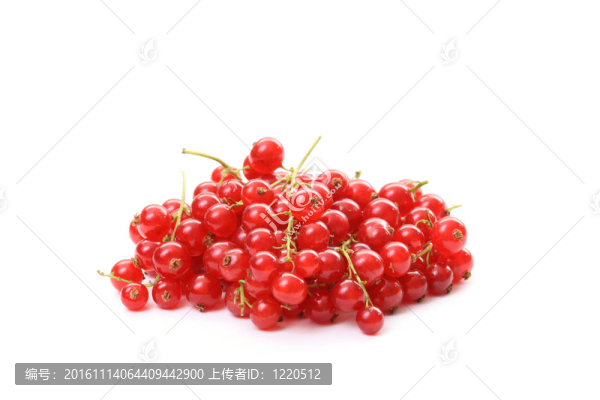 紅醋栗