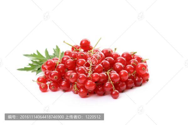 紅醋栗