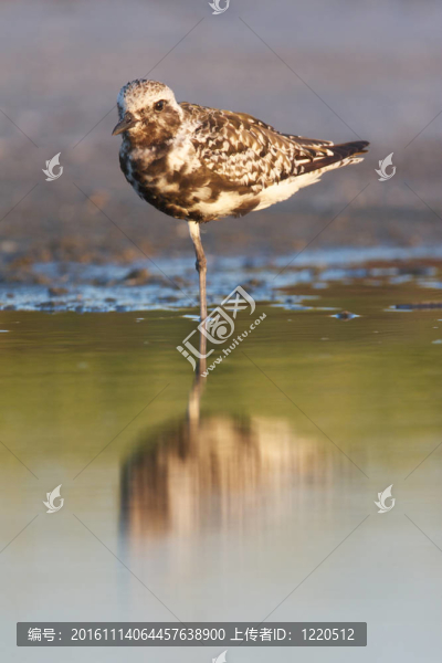 黑腹鸻；Pluvialis,squatorola