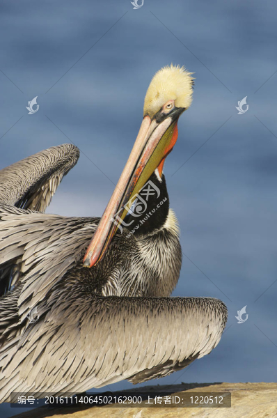 加利福尼亞褐鵜鶘；Pelecanus,occidentalis