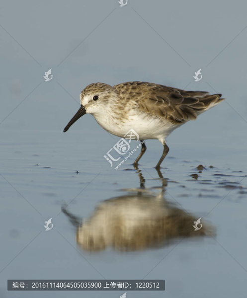 Dunlin；Calidris,alpina