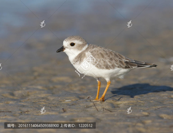 瀕危的千鳥(niǎo)；Charadrius,melodus