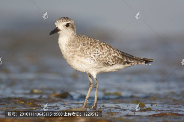 黑腹鸻；Pluvialis,squatorola