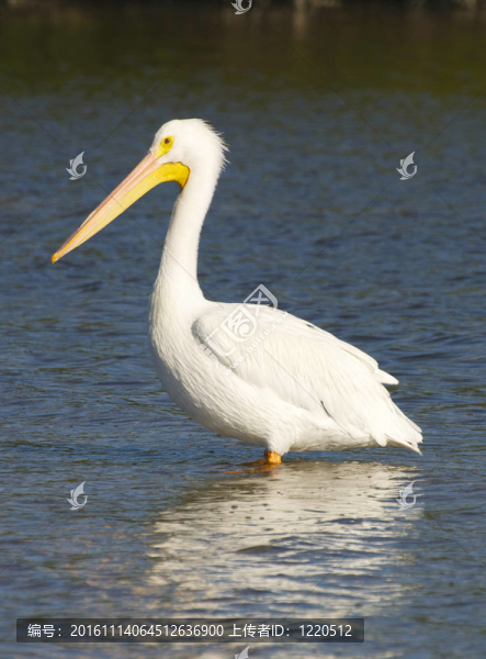 美洲白鵜鶘；Pelecanus,erythrorhynchos
