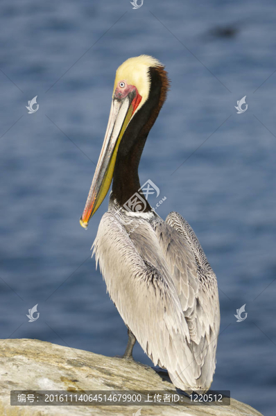 加利福尼亞褐鵜鶘；Pelecanus,occidentalis