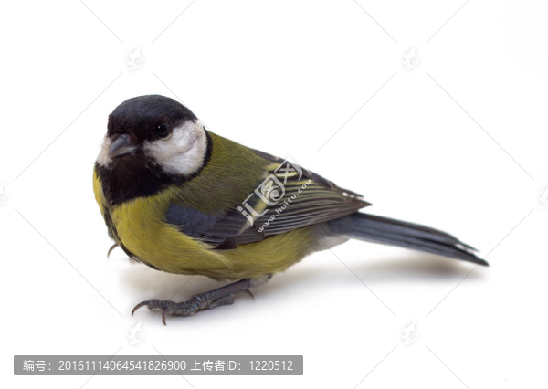 大山雀；Parus,Major