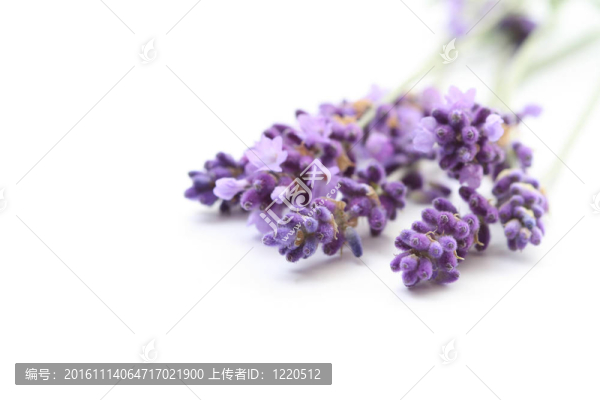 薰衣草