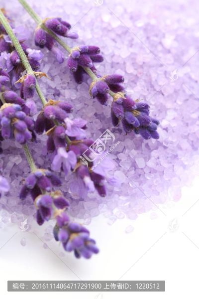 薰衣草