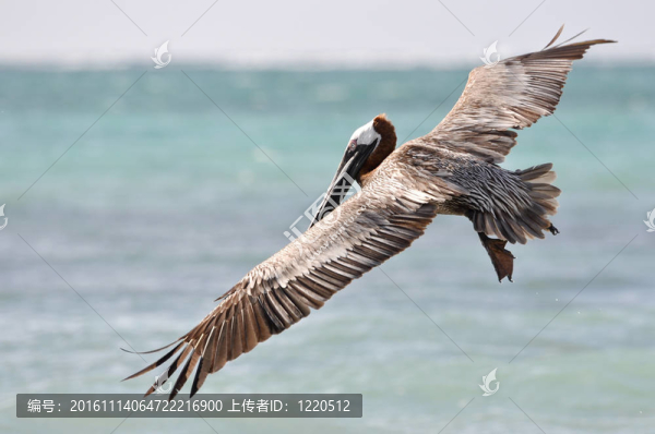 鵜鶘飛過(guò)海尋找食物