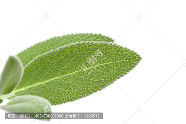新鮮的鼠尾草