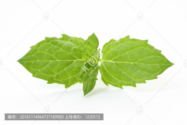 鮮薄荷葉
