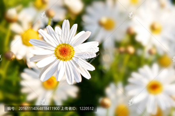 雛菊的春天的花朵