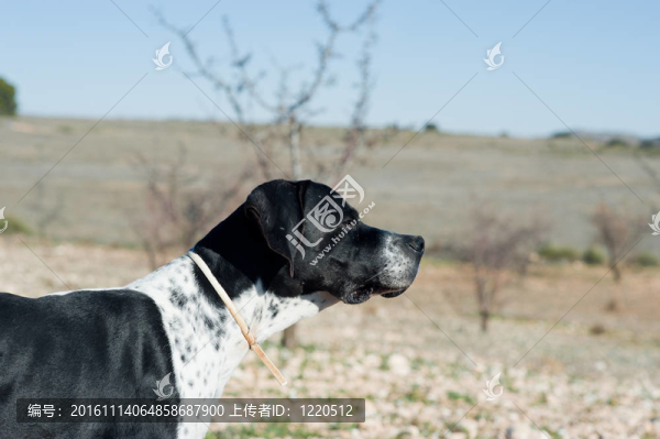 指針的獵犬