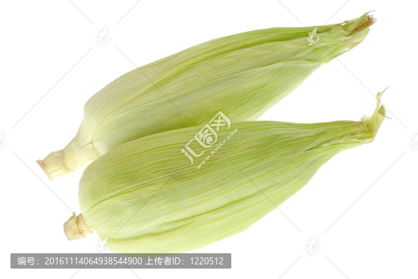 兩個(gè)玉米穗軸白色隔離（選擇性聚焦；在第一棒的重點(diǎn)）