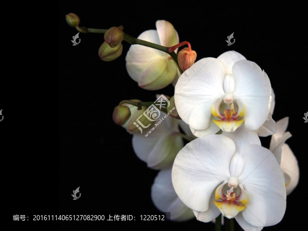 黑背景上的白蘭花