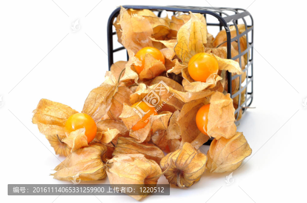 鮮酸漿