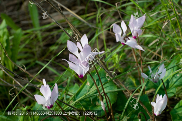 仙客來(lái)的花
