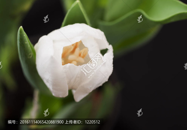 郁金香