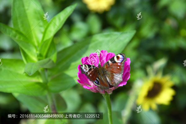 蝴蝶花