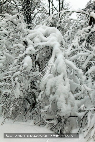 樹上的雪