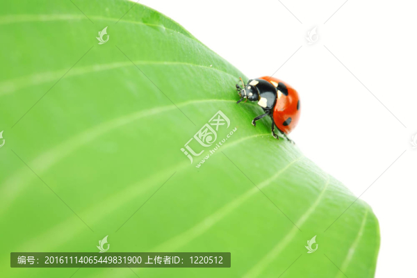 瓢蟲在葉