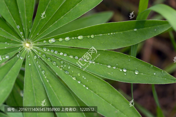 植物上的水滴