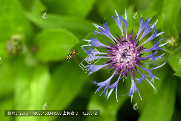 飛在近地飛行的矢車菊