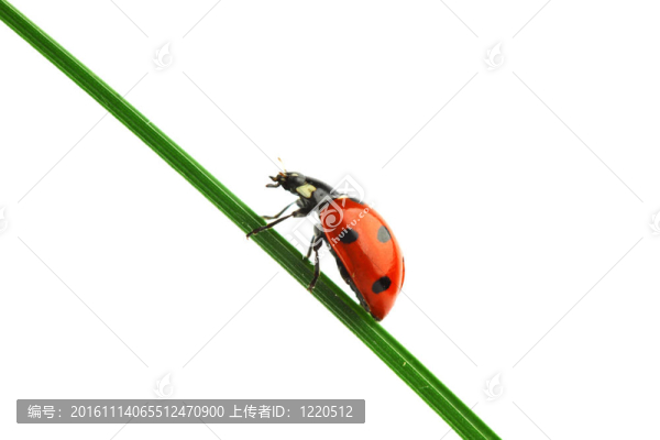 瓢蟲在草