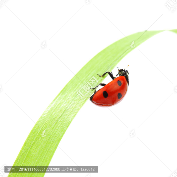瓢蟲(chóng)在草