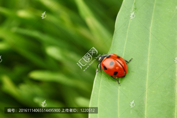 瓢蟲(chóng)在葉