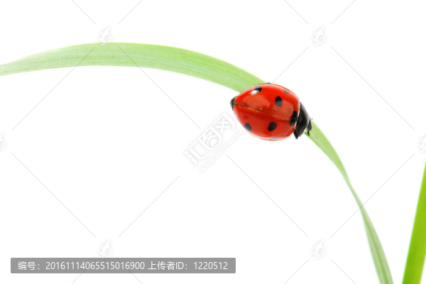 瓢蟲在草